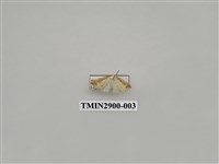 藏品(尺蛾645)的圖片